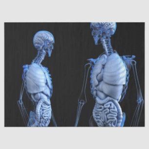 Seda papel tisular de anatomía humana