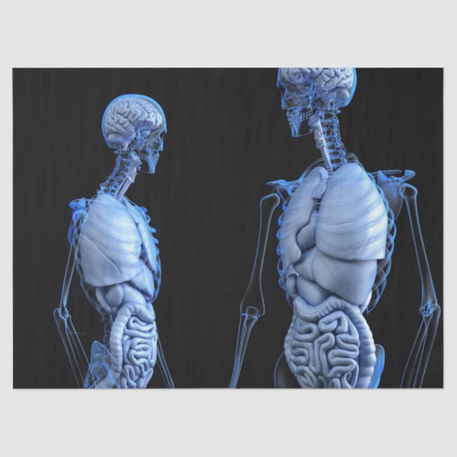 Seda papel tisular de anatomía humana (Anverso)