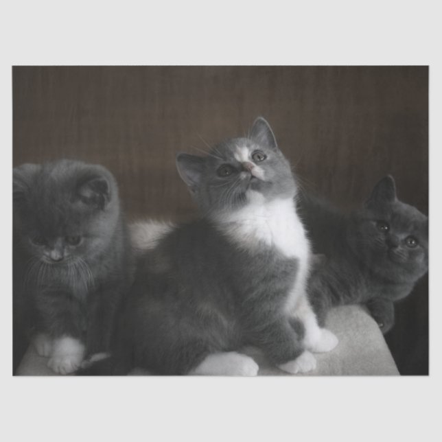 Seda papel tisular de gatitos (Anverso)