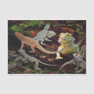 Seda papel tisular de lagarto