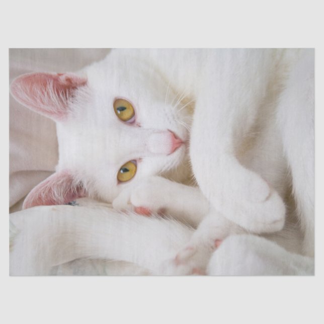 Seda papel tisular de los gatitos (Anverso)