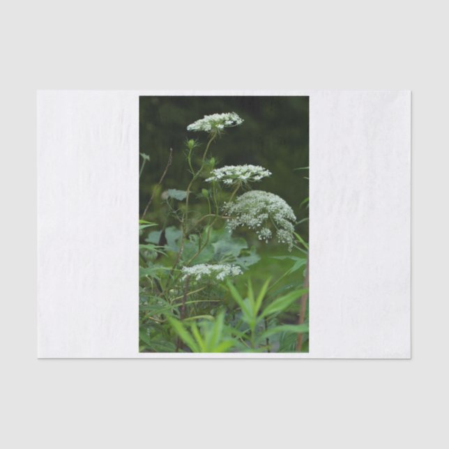 Seda plantilla de papel tisular (Anverso)