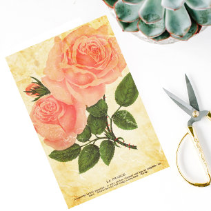 Seda Rosas franceses de papel de época