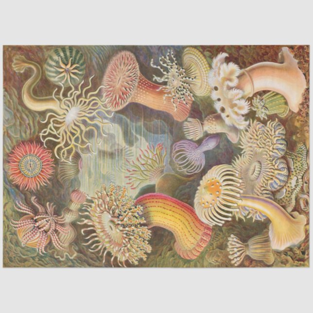 Seda Sea Anemones Ernst Haeckel Papel del tejido de la  (Anverso)