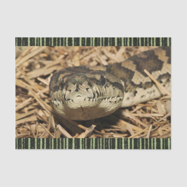 Seda Serpientes de papel de tejidos (Anverso)