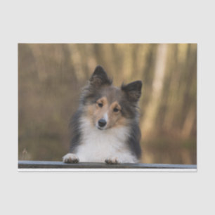 Seda Sheltie de Sable Adorable, Papel de Sheepdog Shetl