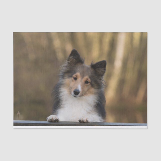Seda Sheltie de Sable Adorable, Papel de Sheepdog Shetl (Anverso)