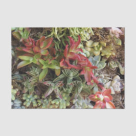 Seda Suculento papel de tejidos