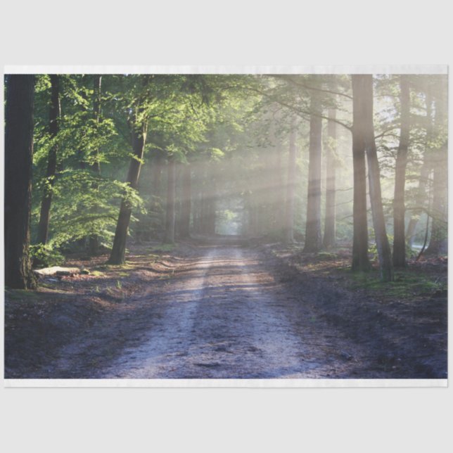 Seda Trayecto de paisajes forestales 24 Papel de tejido (Anverso)