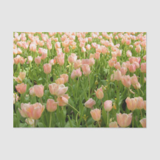 Seda Tulipanes rosados en papel tisú de primavera