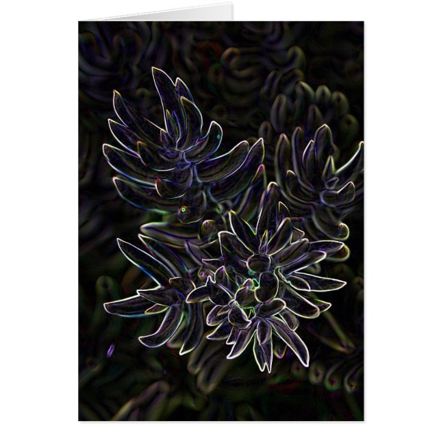 Sedum suculento (Frente)