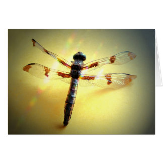 Seguir la luz - Sólo libélula