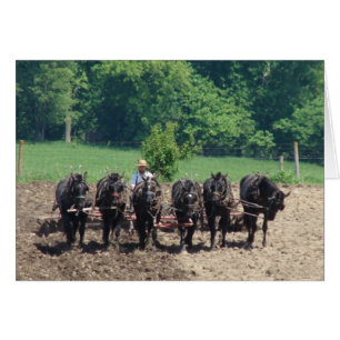 Seis caballos trabajando