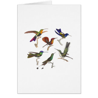 Seis colibríes coloridos