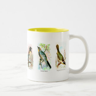 Seis tazas clasificadas de la historia natural de