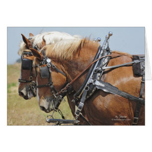 Selección belga de caballos de tiro