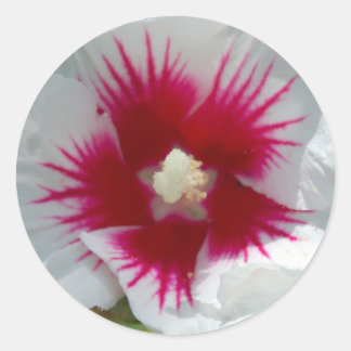 ¡Sellado con un BESO STARBURST! Pegatinas