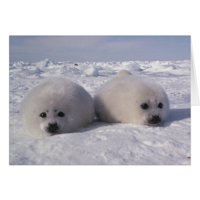 Sello de arpa (Phoca groenlandica) (Anverso (Horizontal))