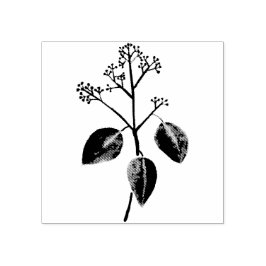 Sello De Caucho Flor de eucalipto