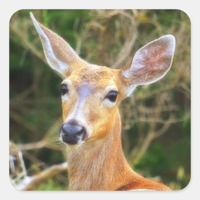 Sello de cierres / Pegatina / Etiqueta (Anverso)