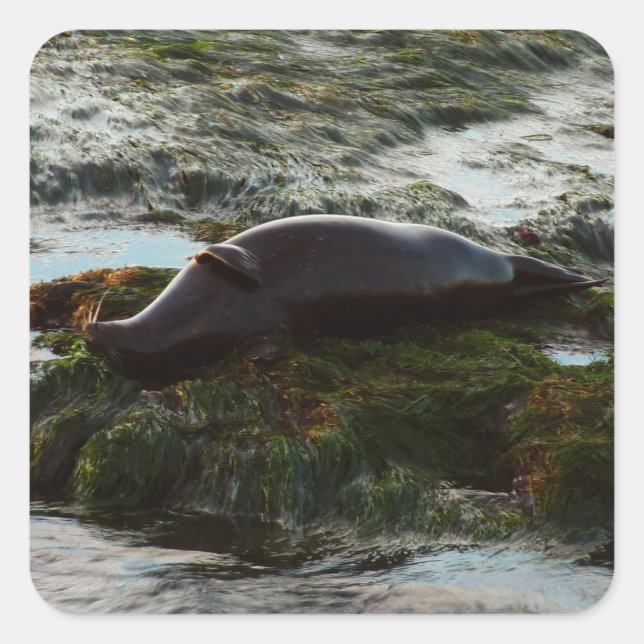 Sello de puerto de luz solar II en San Diego (Anverso)