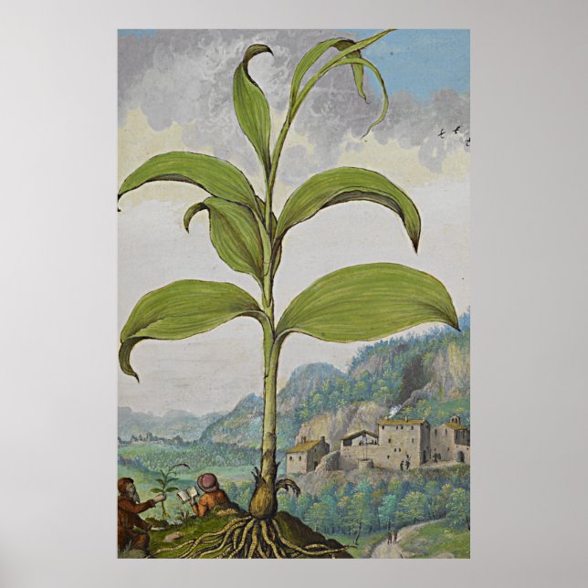 Sello de solomones de arte botánico antiguo (Frente)