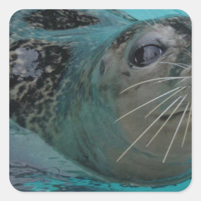 Sello dulce (Anverso)