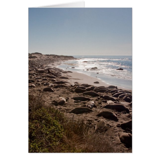 Sello elefante (Frente)