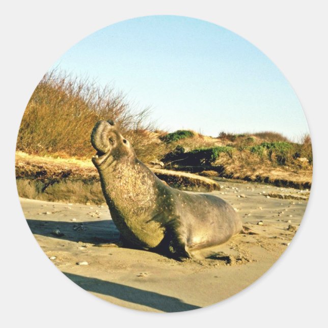 Sello elefante del norte, macho adulto (Anverso)