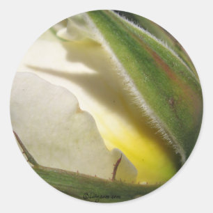 Sello para sobres de Boda White Rose Bud