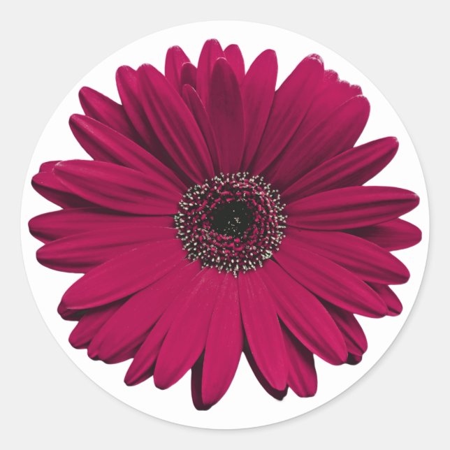 Sello para sobres de flores de Borgoña Gerbera Dai (Anverso)