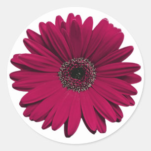 Sello para sobres de flores de Borgoña Gerbera Dai