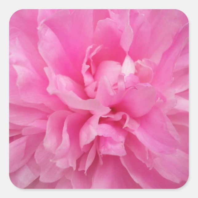 SELLO PARA SOBRES Y PEGATINAS DE LA FLORACIÓN ROSA (Anverso)