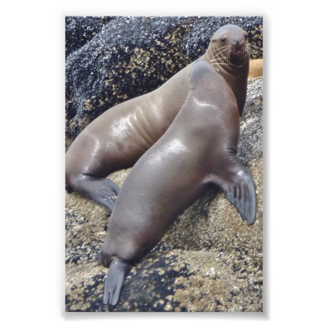 Sellos de fotos 6x4 (Frente)