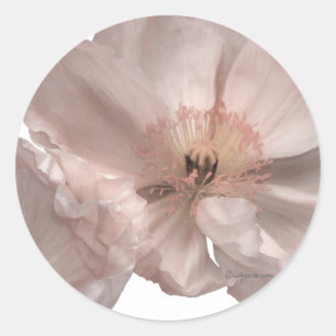 Sellos de invitación a la boda de la amapola rosa