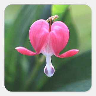 Sellos de invitación a la boda de la flor del cora