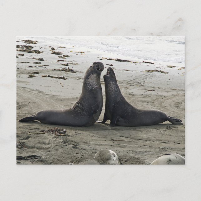 Sellos elefantes contra la postal (Anverso)