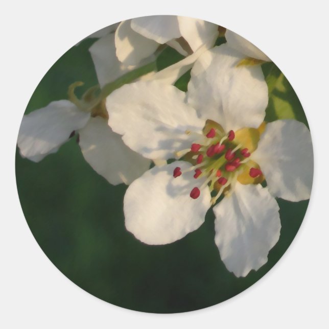 Sellos para sobres de la Blossom de Pear Blanco (Anverso)