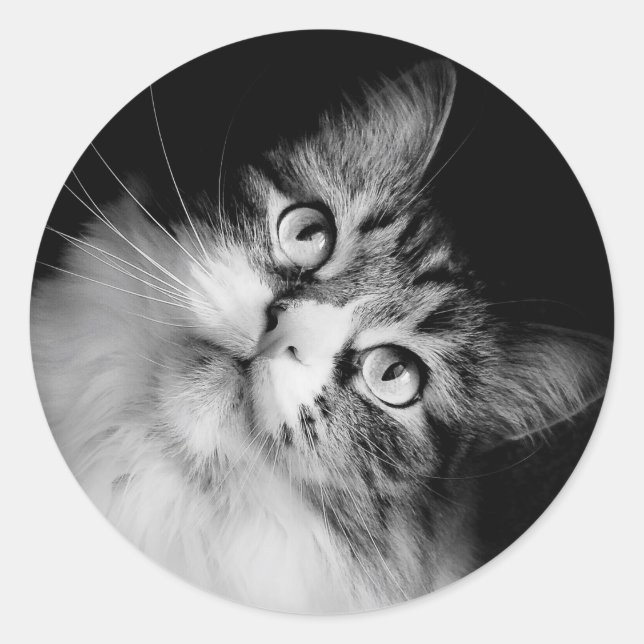 Sellos para sobres gatos siberianos (Anverso)