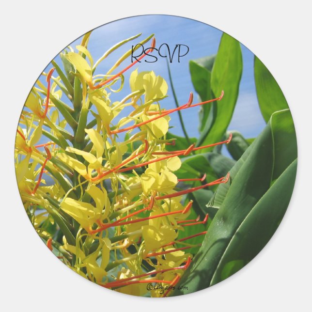 Sellos para sobres/Pegatinas de Kahili Ginger (Anverso)