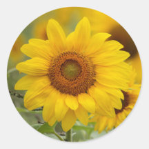 Sellos para sobres Pegatinas florales de girasol