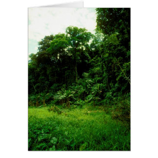 Selva/Alameda de cocodrilos