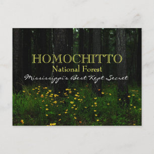 Selva Nacional Homochitto - Postal de Mississippi