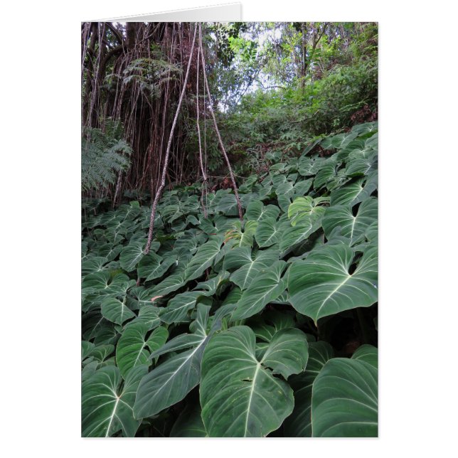 Selva tropical de Hawái (Frente)