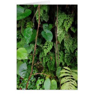 Selva tropical hawaiana