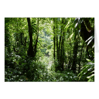 Selva tropical II dominicana de lluvia verde tropi