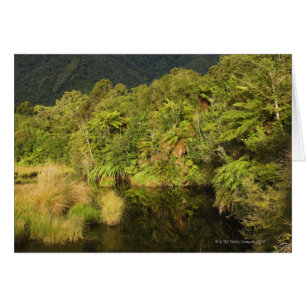 Selva tropical, isla del sur, Nueva Zelanda