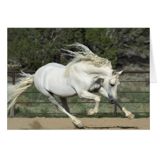 Semental Andaluz corriendo, PR