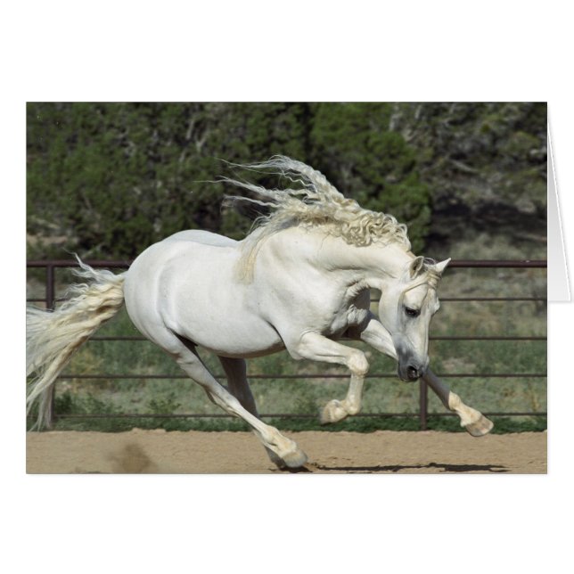 Semental Andaluz corriendo, PR (Anverso (Horizontal))