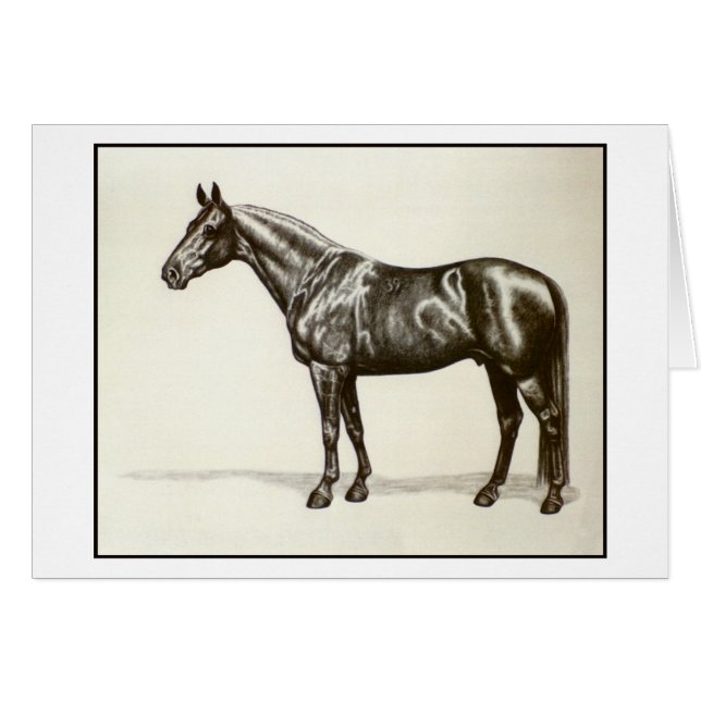 Semental de Trakehner (Anverso (Horizontal))